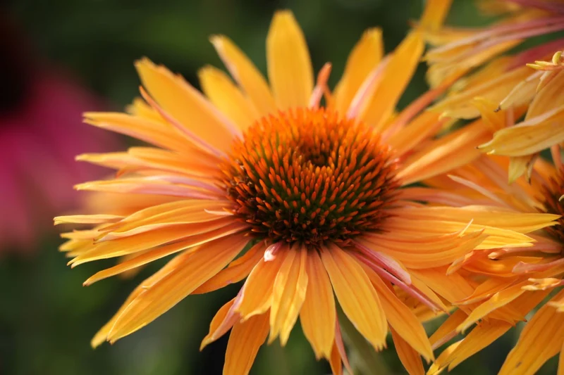 Echinacea 'Big Kahuna'® (Scheinsonnenhut)