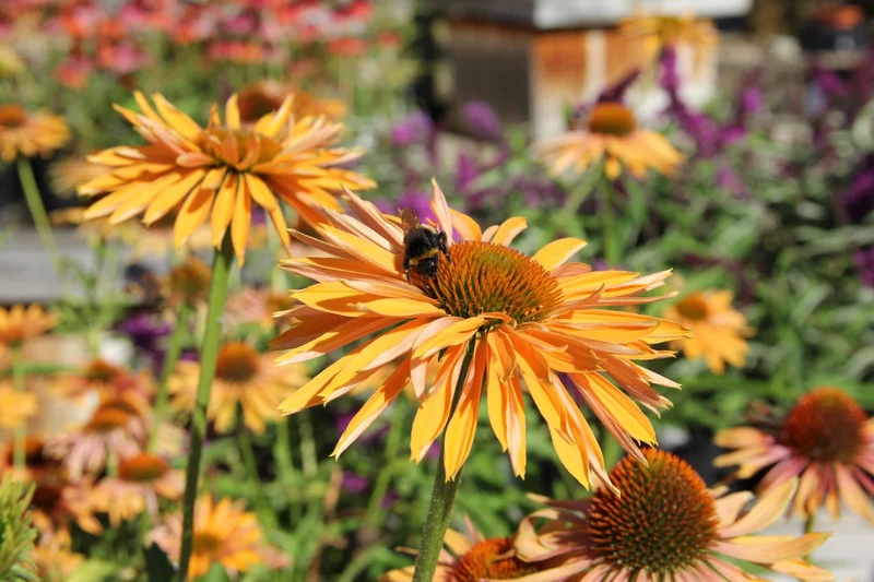 Echinacea 'Big Kahuna'® (Scheinsonnenhut)