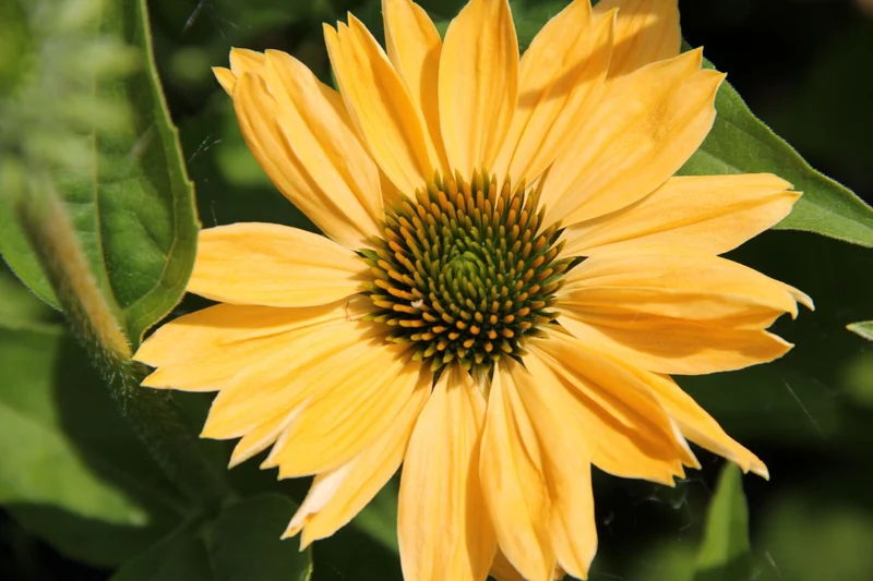 Echinacea 'Aloha' ® (Scheinsonnenhut)