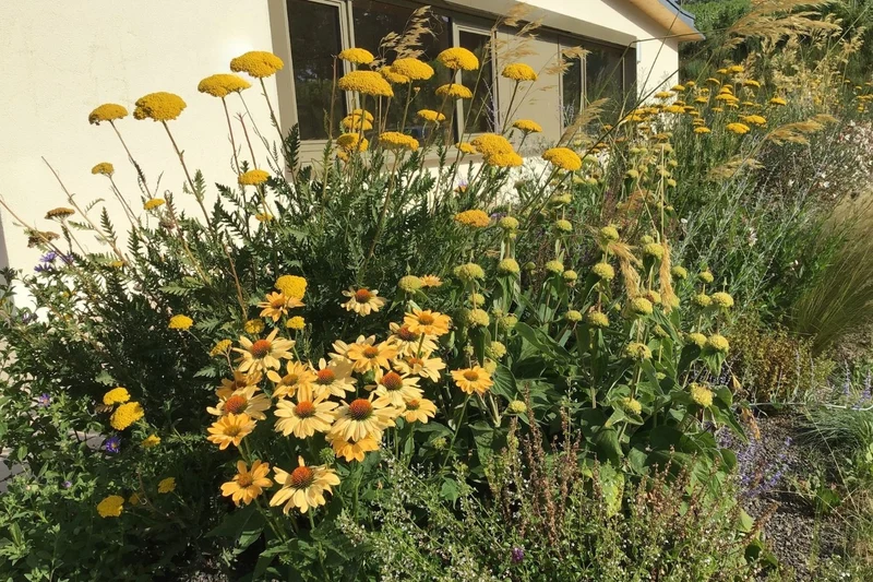 Echinacea 'Aloha' ® (Scheinsonnenhut)