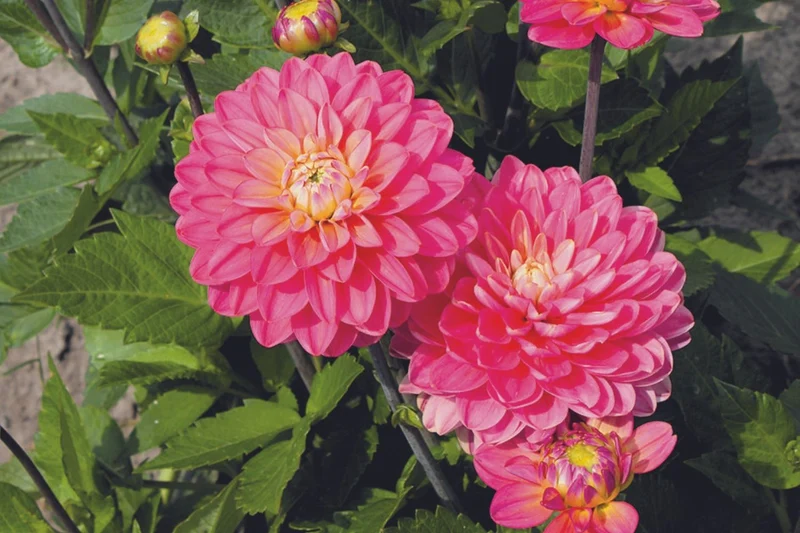 Dahlia 'Melody Allegro' (Schmuck- Dahlie)