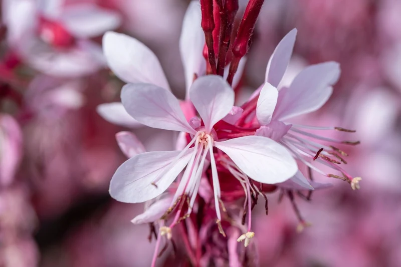 Gaura lindheimeri 'Graceful Light Pink' (Prachtkerze)
