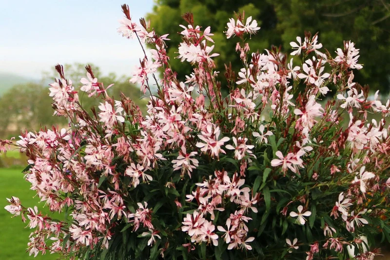 Gaura lindheimeri 'Graceful Light Pink' (Prachtkerze)