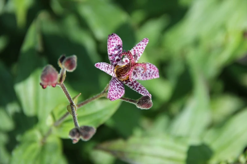 Tricyrtis formosana 'Dark Beauty' (Krötenlilie)