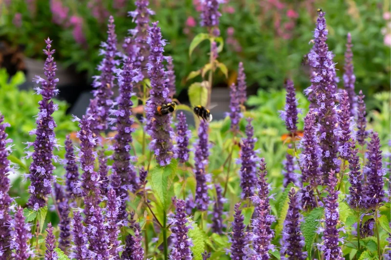 Agastache 'Little Adder' (Duftnessel)
