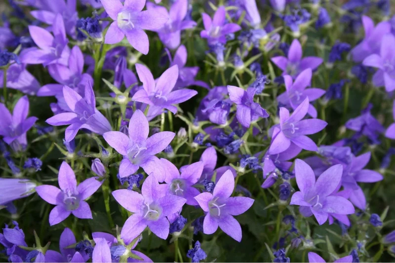 Campanula portenschlagiana 'Birch' (Polster-Glockenblume)