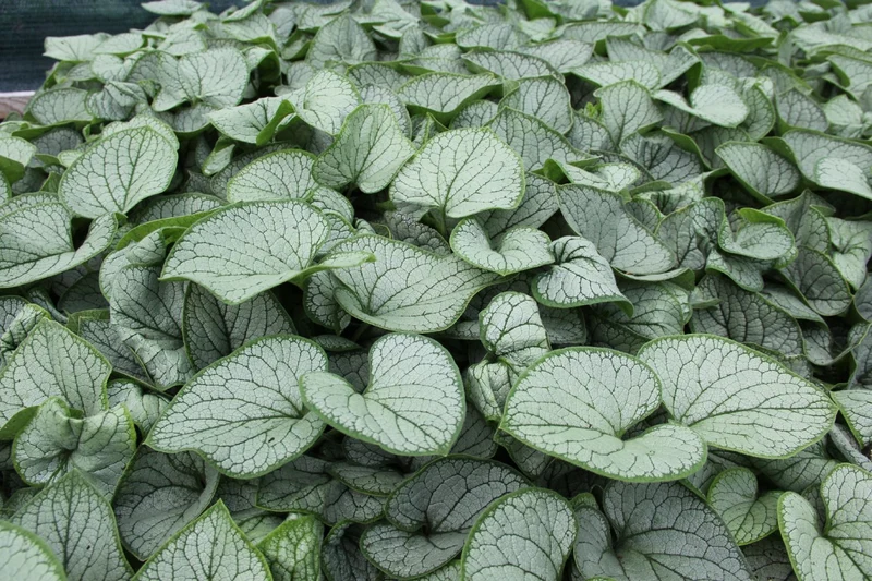 Brunnera 'Silver Heart' (Kaukasusvergissmeinnicht)