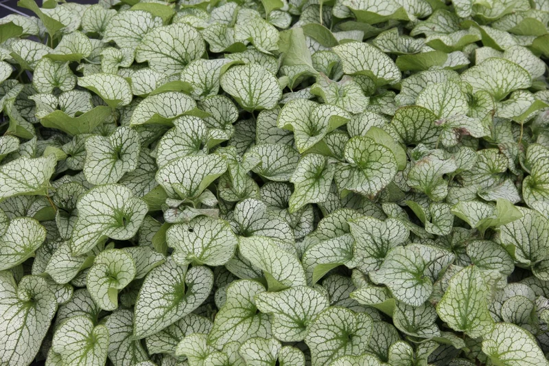 Brunnera 'Alexander's Great' (Kaukasusvergissmeinnicht)
