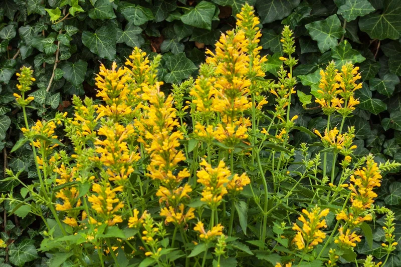 Agastache 'Kudos Yellow' (Duftnessel)