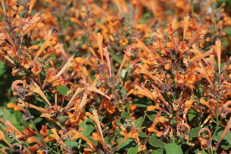 Agastache 'Kudos Mandarin' (Duftnessel)