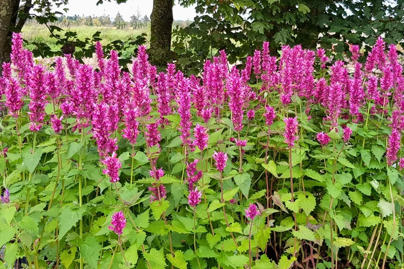 Agastache 'Danish Delight' ® (Duftnessel)