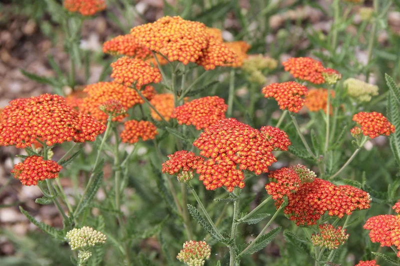 Achillea x filipendulina 'Feuerland' (Hohe Garten-Gold-Garbe)
