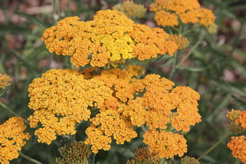 Achillea millefolium 'Terracotta' (Schafgarbe)