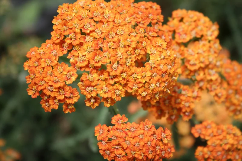 Achillea millefolium 'Terracotta' (Schafgarbe)