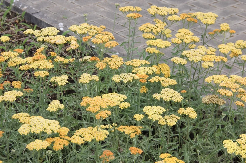 Achillea millefolium 'Terracotta' (Schafgarbe)