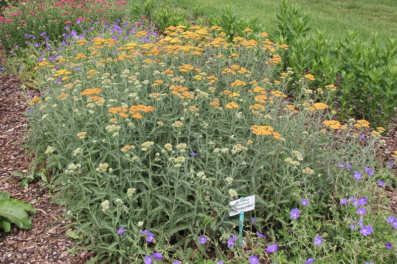 Achillea millefolium 'Terracotta' (Schafgarbe)