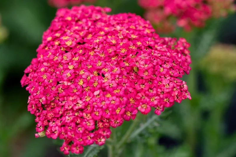 Achillea millefolium 'Sassy Summer Taffy' ® (Schafgarbe)