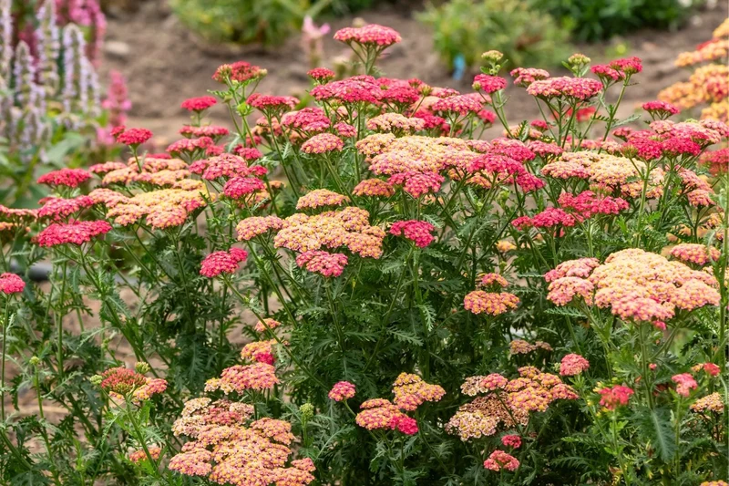Achillea millefolium 'Sassy Summer Taffy' ® (Schafgarbe)