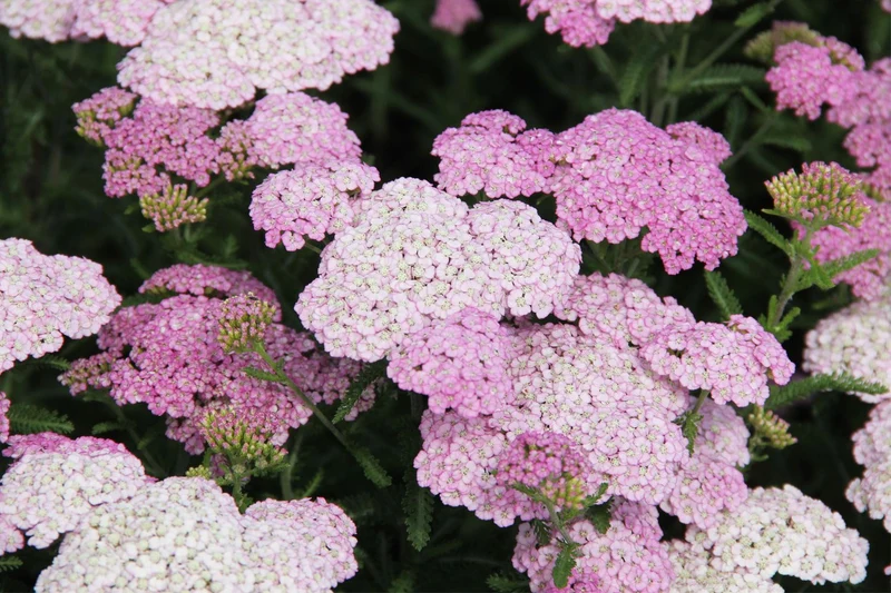 Achillea millefolium 'Appleblossom' (Schafgarbe)