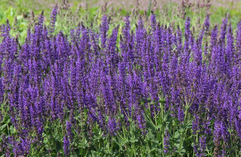 Salvia nemorosa 'Mainacht' (Ziersalbei | Steppensalbei)