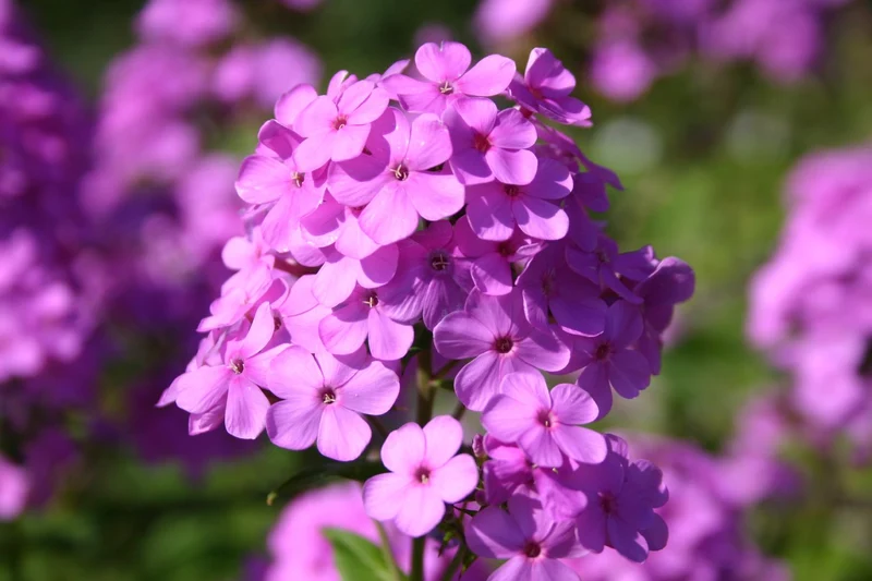 Phlox paniculata 'Hesperis' (Flammenblume)