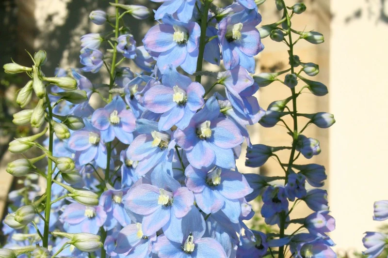 Delphinium Pacific-Hybride 'Summer Skies' (Pacific-Rittersporn)