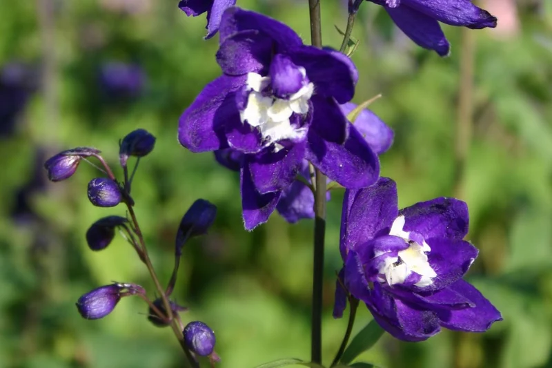 Delphinium Pacific-Hybride 'King Arthur' (Pacific-Rittersporn)