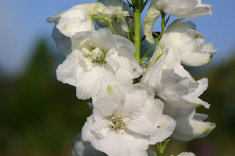 Delphinium Pacific-Hybride 'Galahad' (Pacific-Rittersporn)