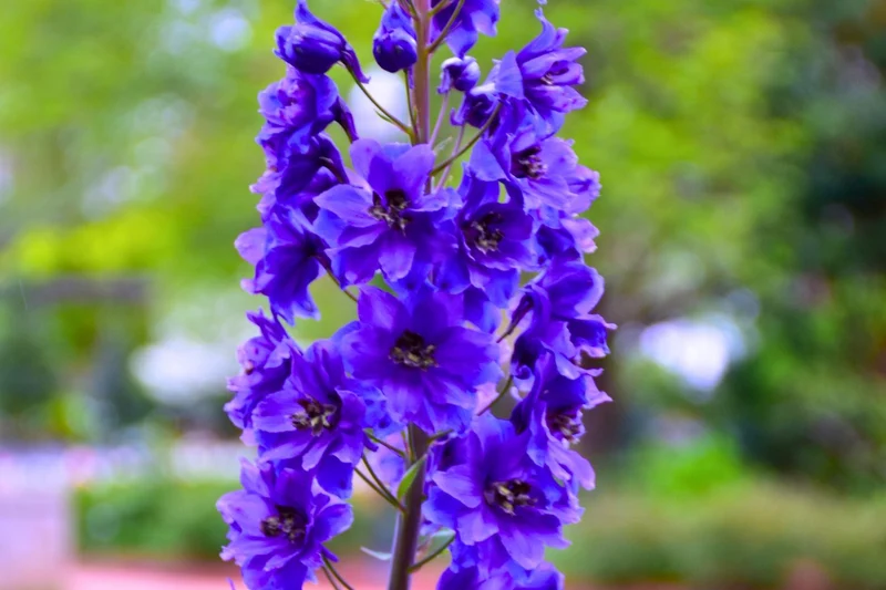 Delphinium Pacific-Hybride 'Black Knight' (Pacific-Garten-Rittersporn)