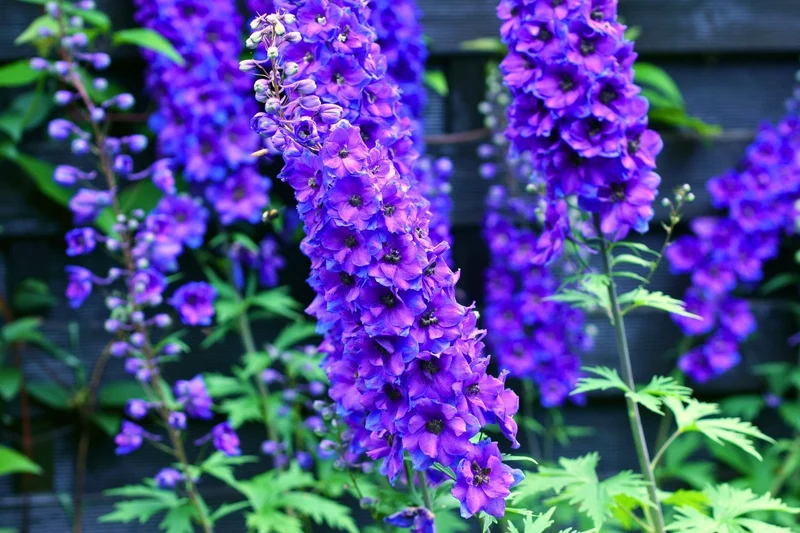 Delphinium Pacific-Hybride 'Black Knight' (Pacific-Garten-Rittersporn)