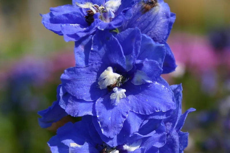 Delphinium Pacific-Hybride 'Blue Bird' (Pacific-Rittersporn)