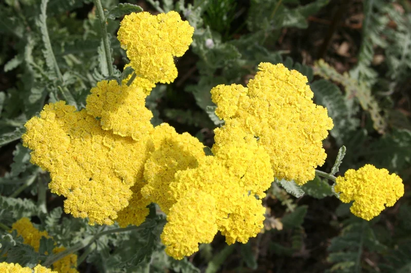 Achillea clypeolata 'Moonshine' (Goldquirl-Garbe)
