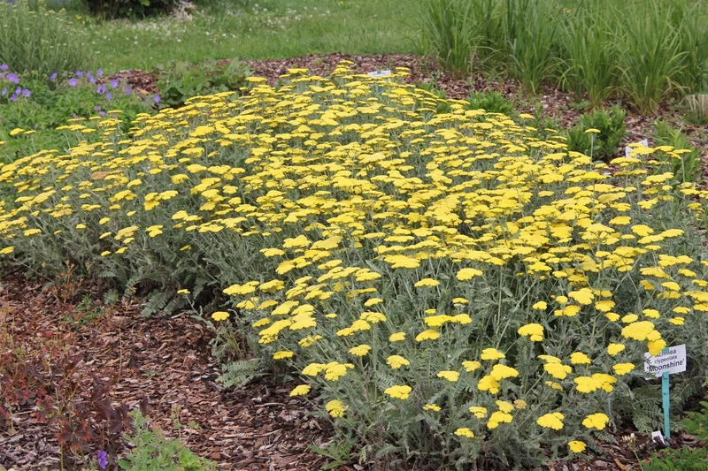 Achillea clypeolata 'Moonshine' (Goldquirl-Garbe)