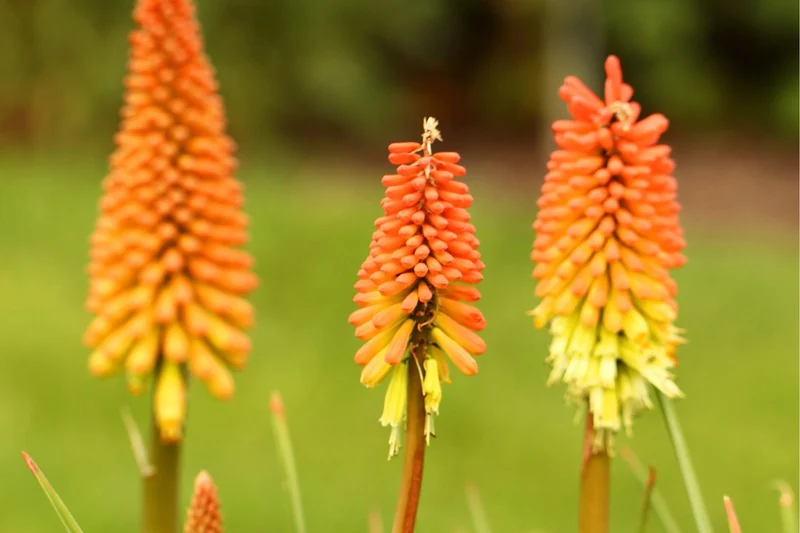 Kniphofia 'First Sunrise' (Fackellilie)
