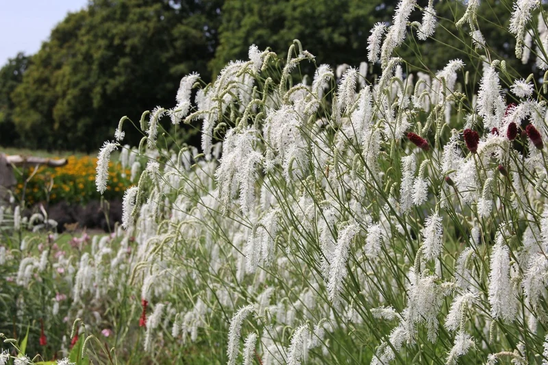 Sanguisorba tenuifolia 'All Time High' (Hoher Wiesenknopf)