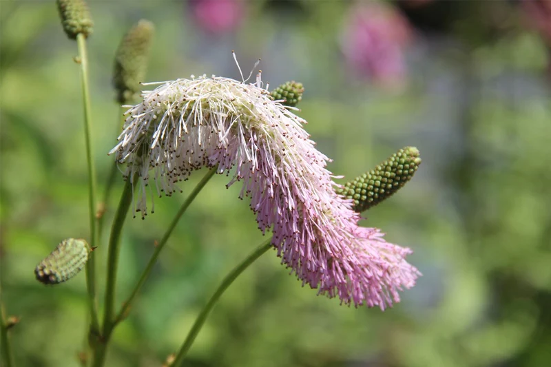 Sanguisorba tenuifolia 'Pink Brushes' (Hoher Wiesenknopf)