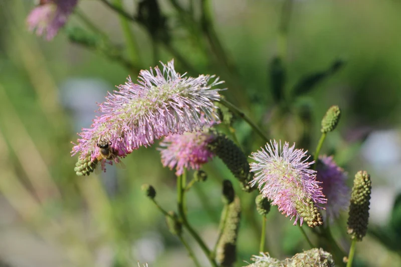 Sanguisorba tenuifolia 'Pink Brushes' (Hoher Wiesenknopf)