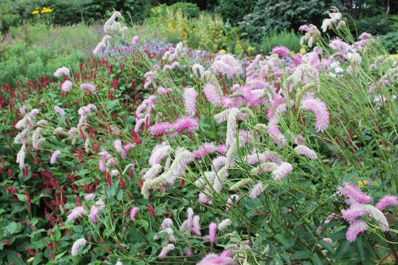 Sanguisorba tenuifolia 'Pink Brushes' (Hoher Wiesenknopf)