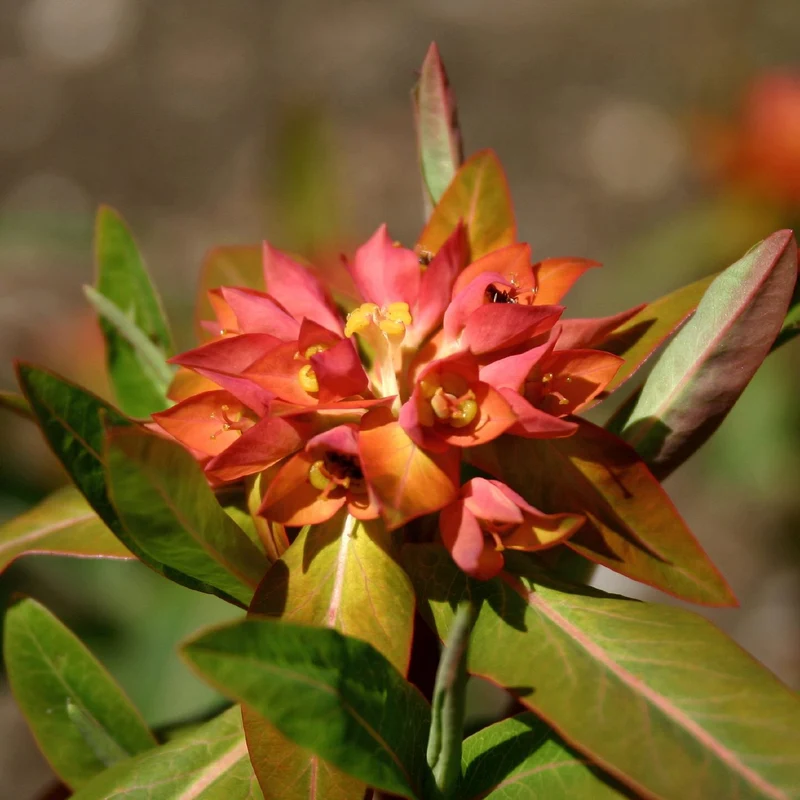 Euphorbia griffithii 'Fireglow Dark' (Wolfsmilch)