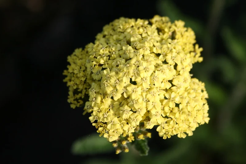 Achillea x filipendulina 'Hella Glashoff' (Hohe Garten-Gold-Garbe)