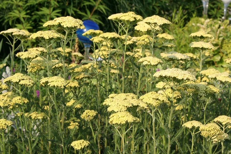 Achillea x filipendulina 'Hella Glashoff' (Hohe Garten-Gold-Garbe)