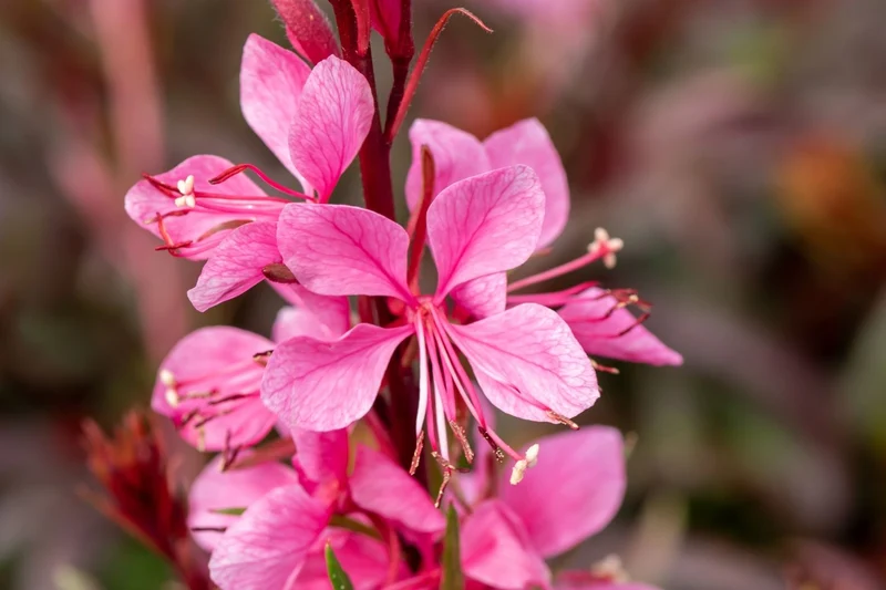 Gaura lindheimeri 'Graceful Pink' (Prachtkerze)