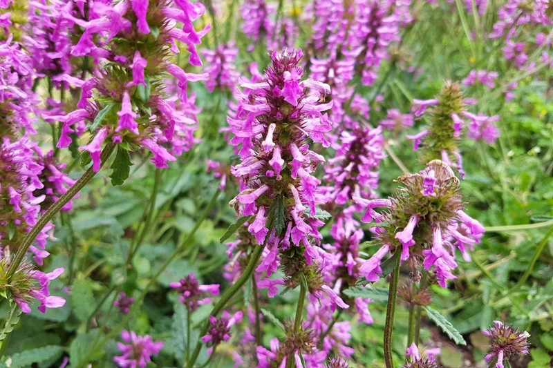 Stachys officinalis 'Summer Grapes' (Echte Betonie 'Summer Grapes')