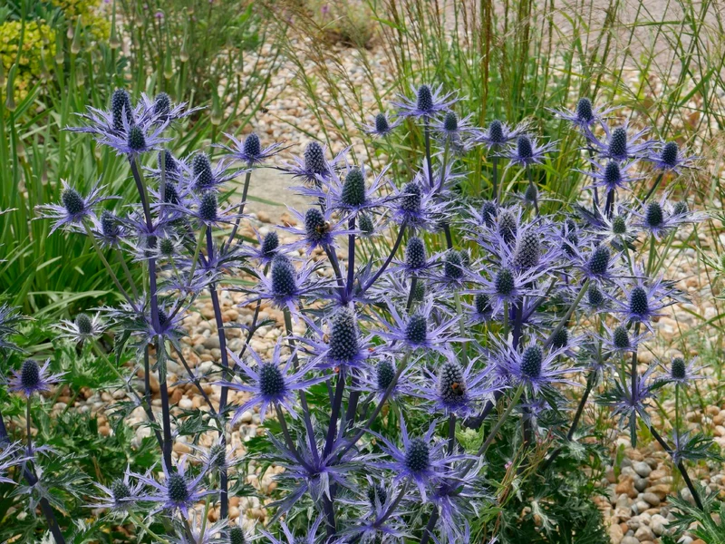 Eryngium x zabelii 'Big Blue' ® (Zabels Garten-Mannstreu)