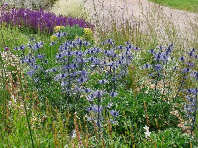 Eryngium x zabelii 'Big Blue' ® (Zabels Garten-Mannstreu)