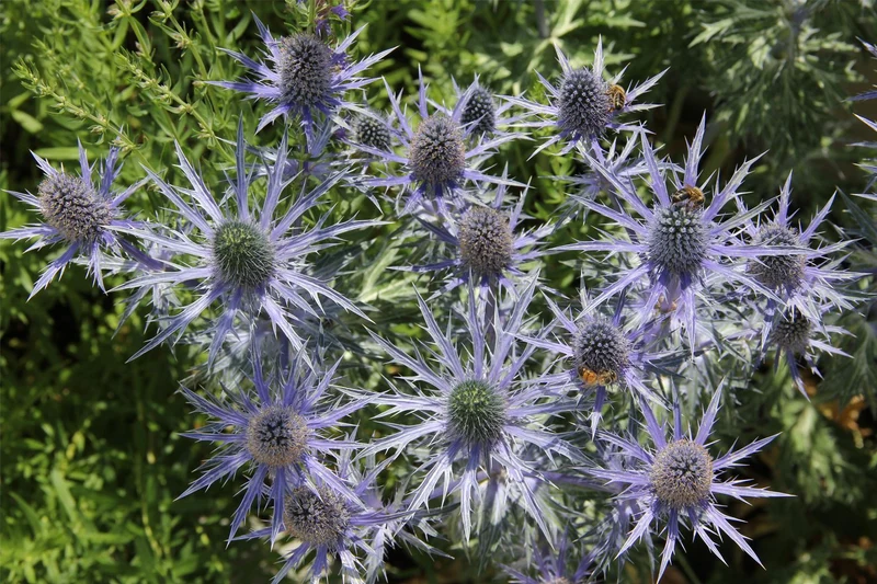 Eryngium x zabelii 'Big Blue' ® (Zabels Garten-Mannstreu)