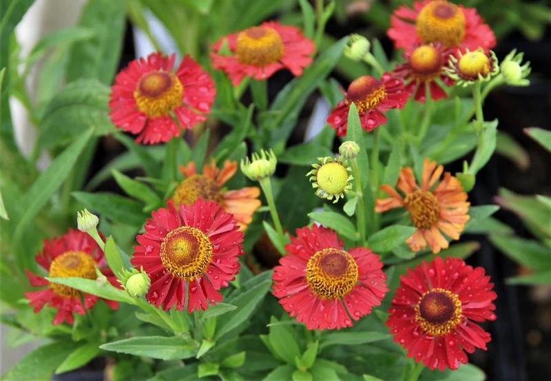 Helenium 'Ranchera' ® (Sonnenbraut)