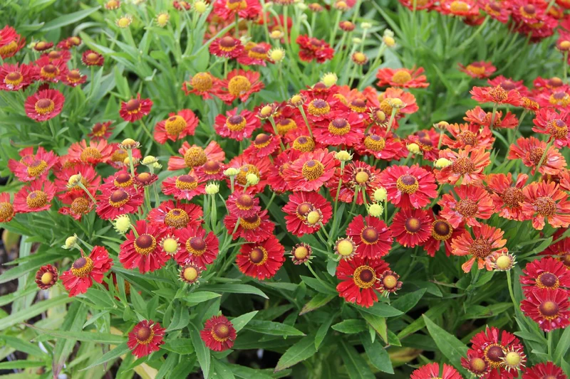 Helenium 'Ranchera' ® (Sonnenbraut)