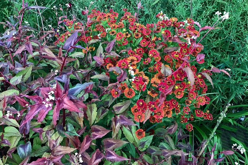 Helenium 'Ranchera' ® (Sonnenbraut)