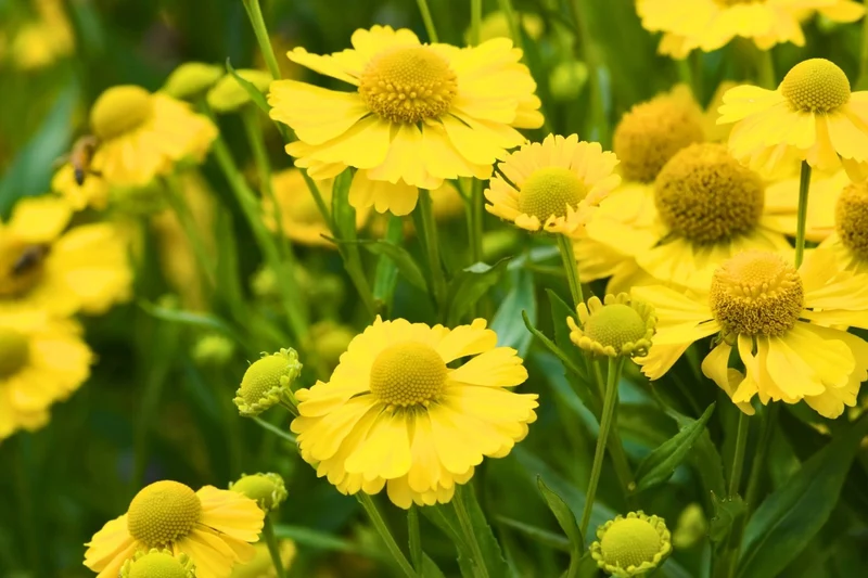 Helenium 'Kanaria' (Sonnenbraut)